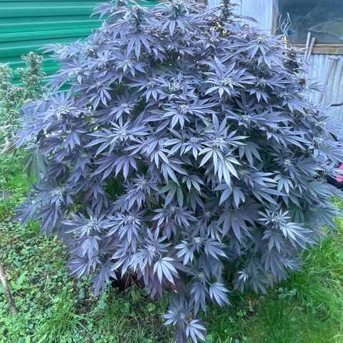 Fruit Cake  #6 growlog timeline photo
