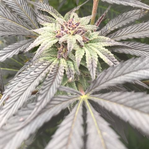 Fruit Cake  #6 growlog timeline photo