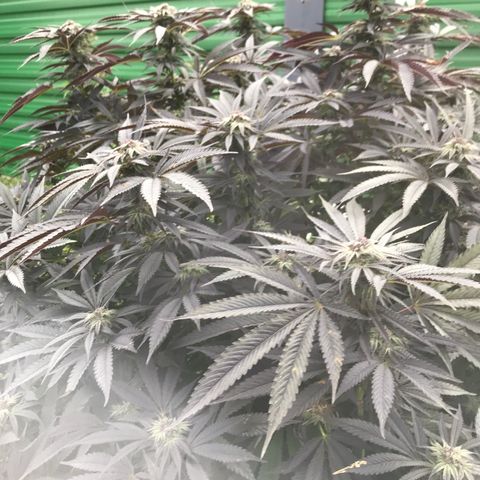 Fruit Cake  #6 growlog timeline photo