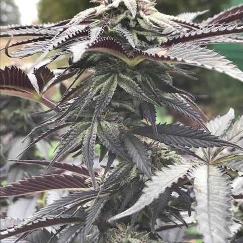 Fruit Cake  #6 growlog timeline photo