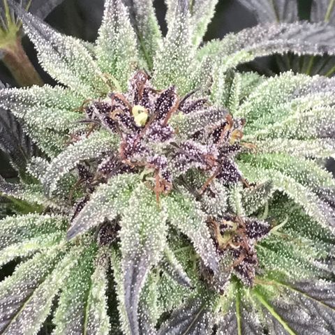 Fruit Cake  #6 growlog timeline photo