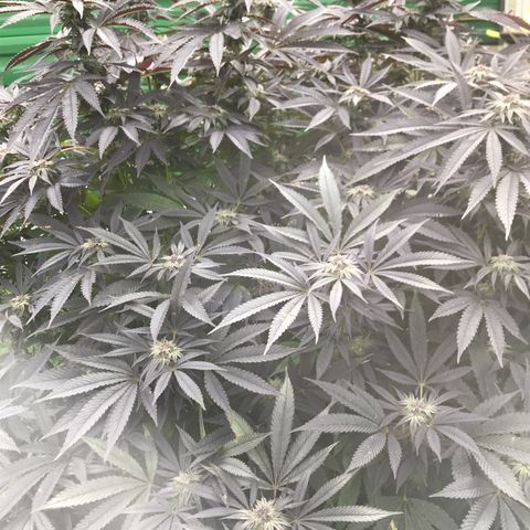 Fruit Cake  #6 growlog timeline photo