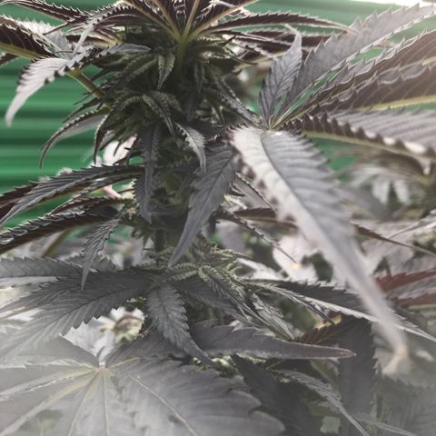 Fruit Cake  #6 growlog timeline photo