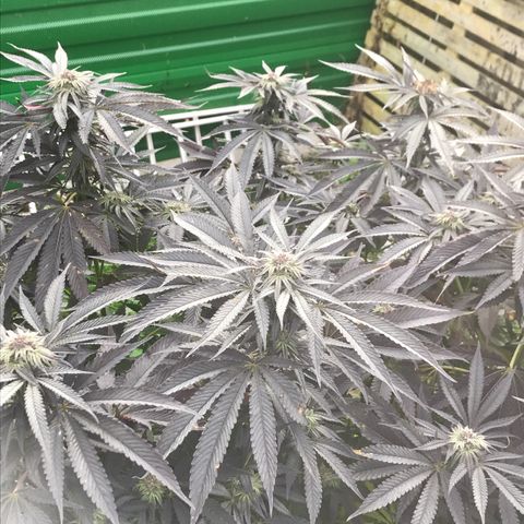 Fruit Cake  #6 growlog timeline photo