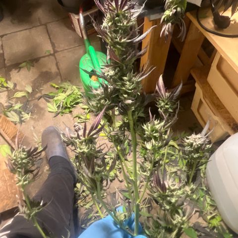 Fruit Cake  #6 growlog timeline photo