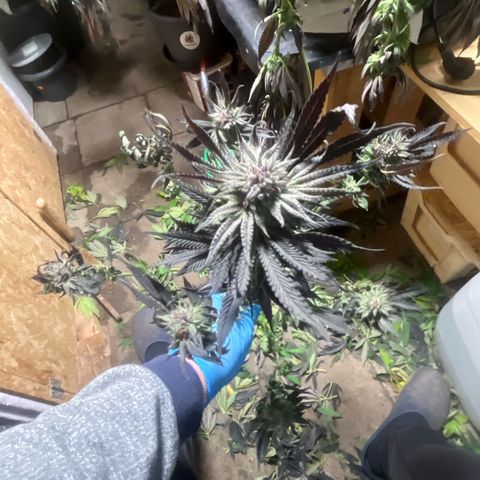Fruit Cake  #6 growlog timeline photo