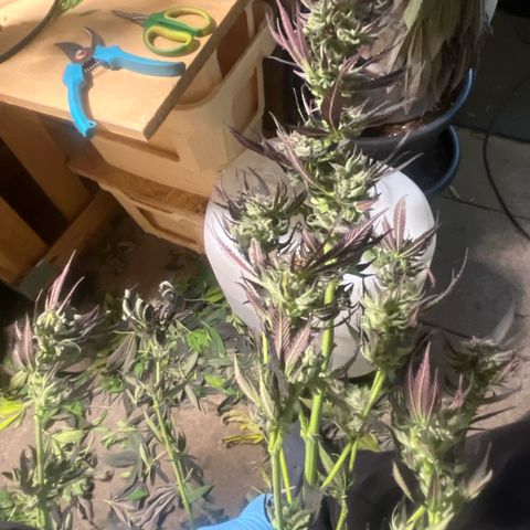 Fruit Cake  #6 growlog timeline photo