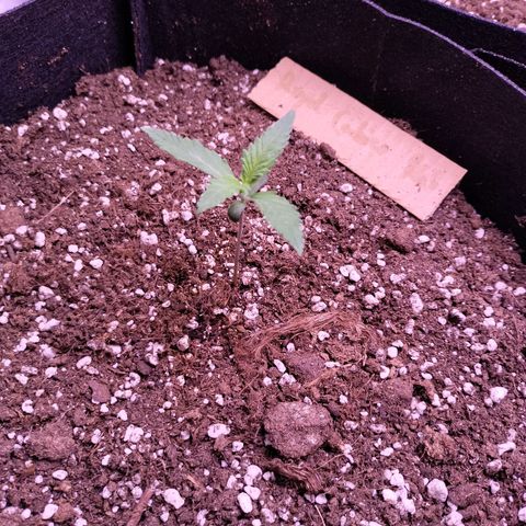 Royal Cookies Photo growlog timeline photo