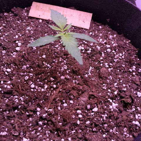 Royal Cookies Photo growlog timeline photo