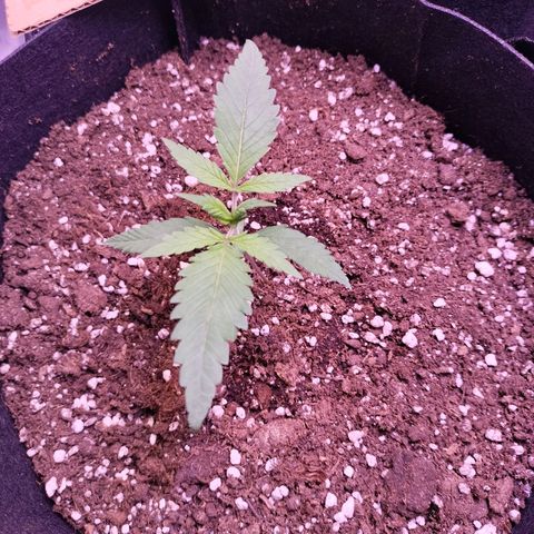 Royal Cookies Photo growlog timeline photo