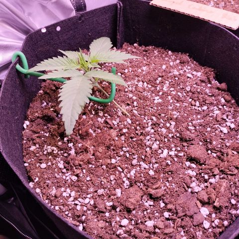 Royal Cookies Photo growlog timeline photo