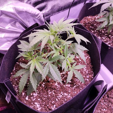 Royal Cookies Photo growlog timeline photo