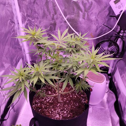Royal Cookies Photo growlog photo: Will stay in veg till end of September 