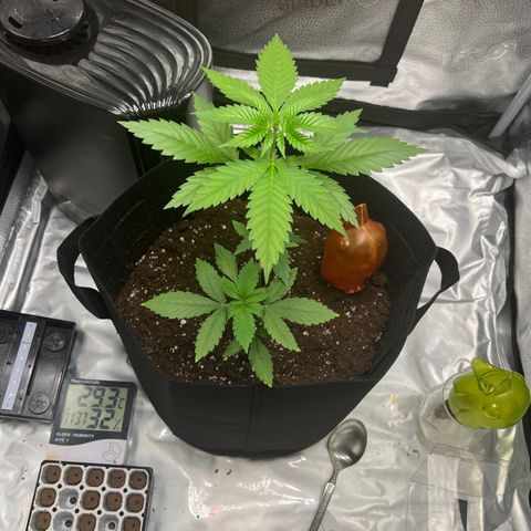 Brain Damage#1 growlog timeline photo