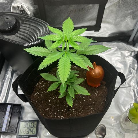 Brain Damage#1 growlog timeline photo