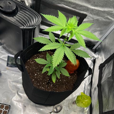 Brain Damage#1 growlog timeline photo