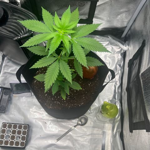 Brain Damage#1 growlog timeline photo