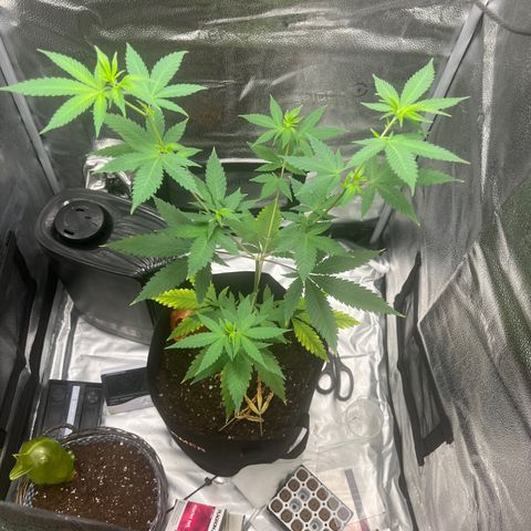 Brain Damage#1 growlog timeline photo