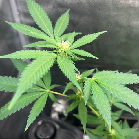 Brain Damage#1 growlog timeline photo
