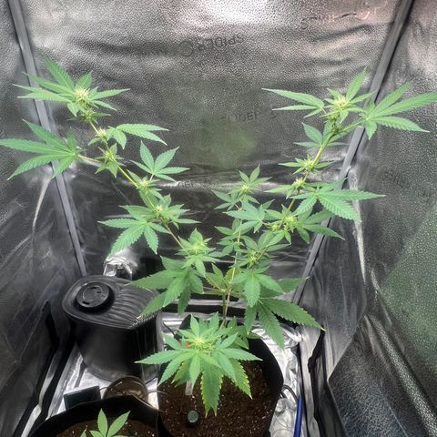 Brain Damage#1 growlog timeline photo
