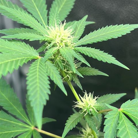 Brain Damage#1 growlog timeline photo