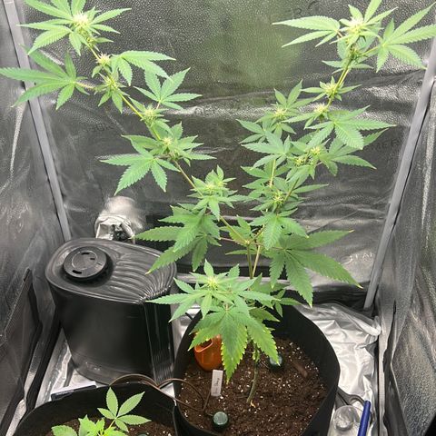 Brain Damage#1 growlog timeline photo