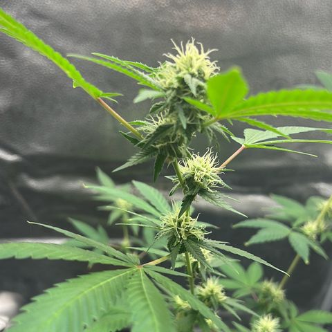 Brain Damage#1 growlog timeline photo