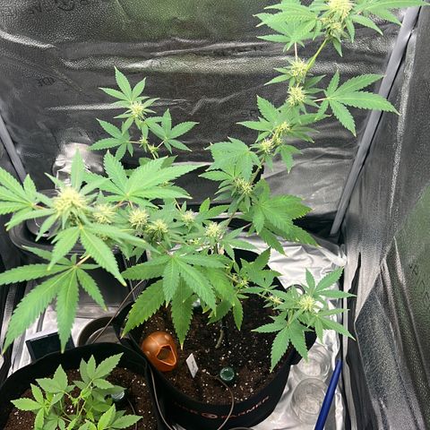 Brain Damage#1 growlog timeline photo