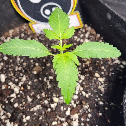 Toof Decay x Walter White growlog photo: Added nutrients