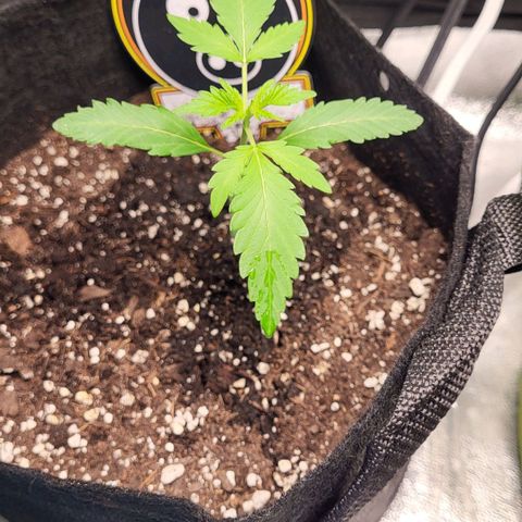 Toof Decay x Walter White growlog timeline photo