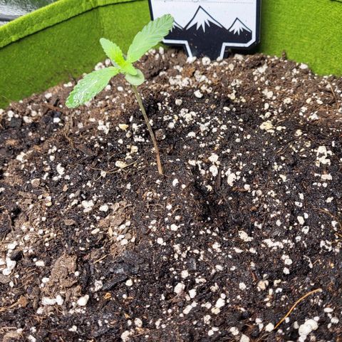 Jammy Dodgers #2 growlog timeline photo