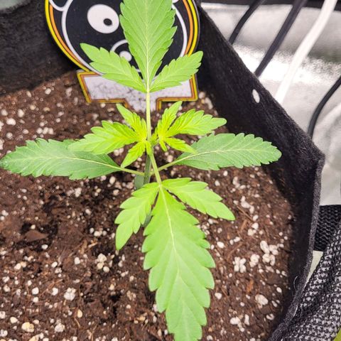 Toof Decay x Walter White growlog timeline photo