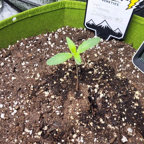 Jammy Dodgers #2 growlog timeline photo