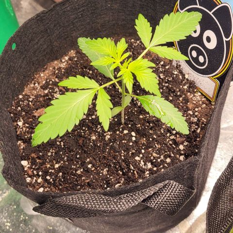 Toof Decay x Walter White growlog photo: Nutes