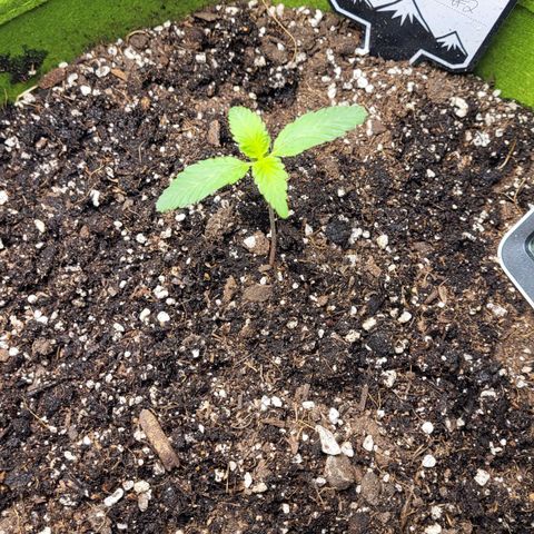 Jammy Dodgers #2 growlog photo: Nutes