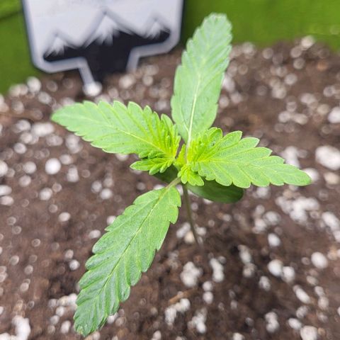 Jammy Dodgers #2 growlog timeline photo