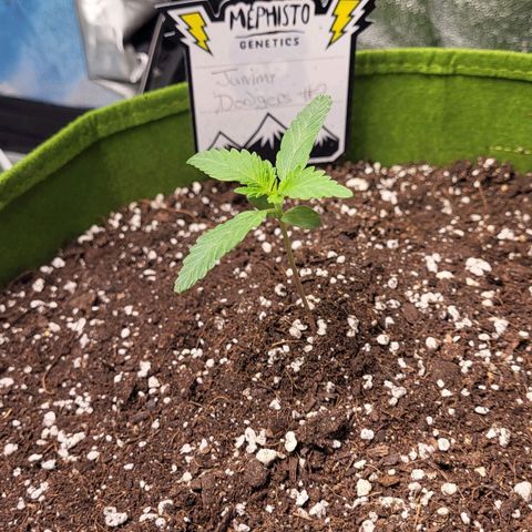 Jammy Dodgers #2 growlog timeline photo