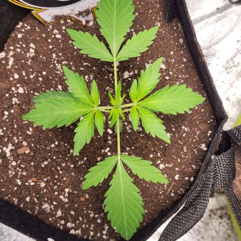 Toof Decay x Walter White growlog photo: Top