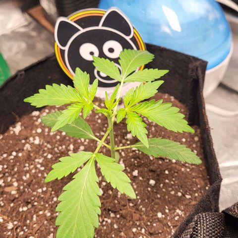 Toof Decay x Walter White growlog photo: Side