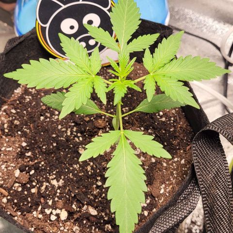 Toof Decay x Walter White growlog timeline photo