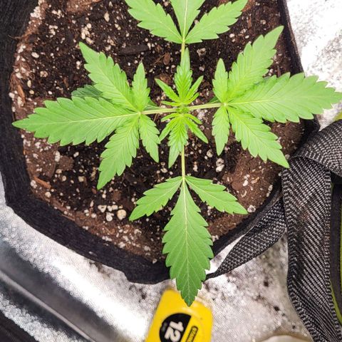 Toof Decay x Walter White growlog timeline photo