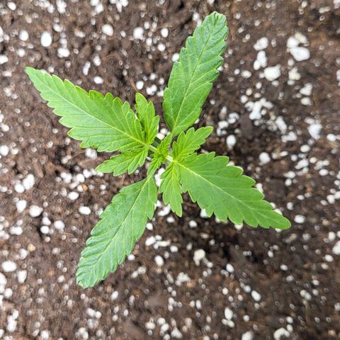 Jammy Dodgers #2 growlog timeline photo