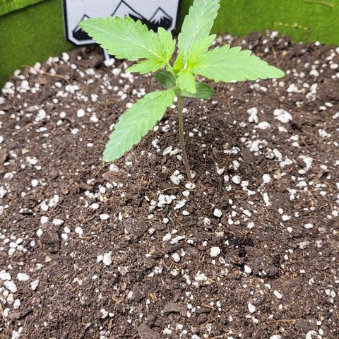 Jammy Dodgers #2 growlog timeline photo