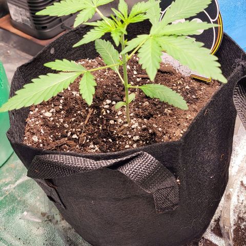 Toof Decay x Walter White growlog photo: Side
