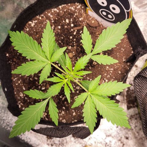 Toof Decay x Walter White growlog timeline photo