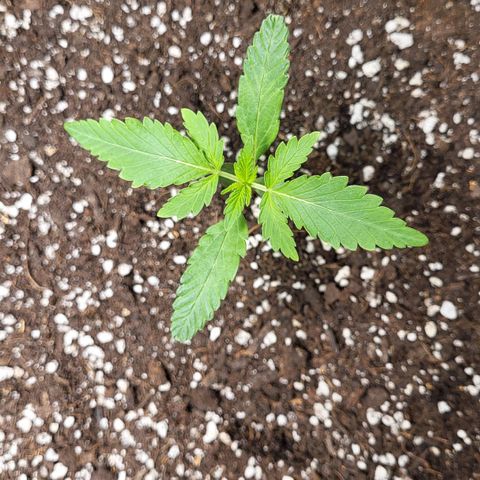 Jammy Dodgers #2 growlog photo: Top and side