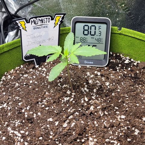 Jammy Dodgers #2 growlog photo: Top and side