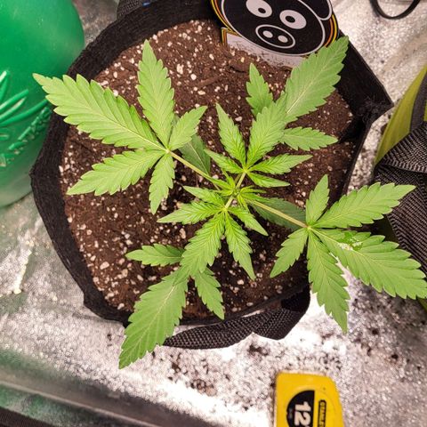 Toof Decay x Walter White growlog timeline photo