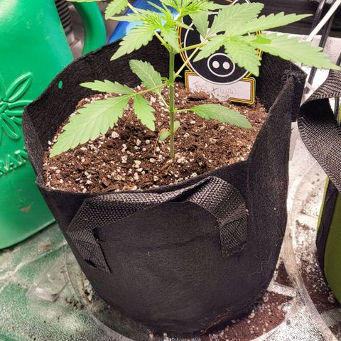 Toof Decay x Walter White growlog timeline photo