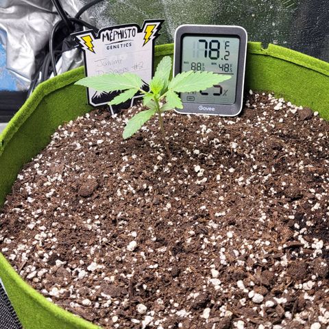 Jammy Dodgers #2 growlog timeline photo